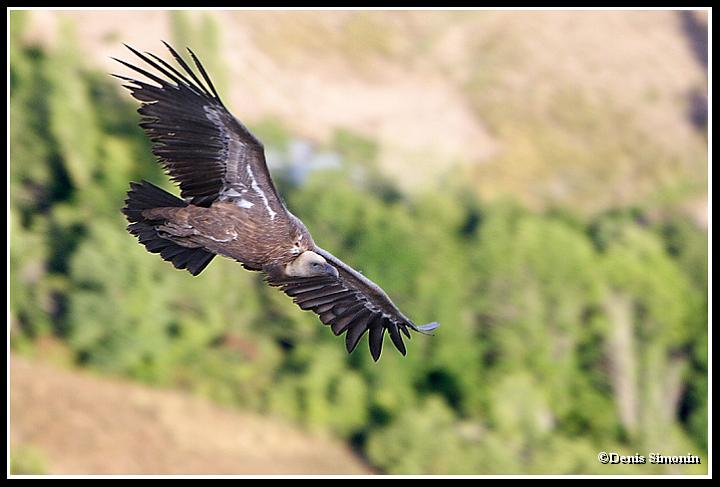 Vautour fauve